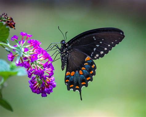 Spreading her butterfly wings and just dripping wet